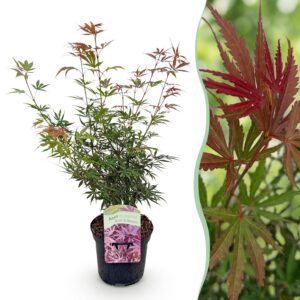 015d210b14d549ab95abfe7767ec868dc991b757e3614ea69f9361105ad91965.jpg Terrassenpflanze - Japanischer Ahorn - Acer palmatum Jerre Swarts - Dunkelrot - 1 Pflanze - Laubabwerfend