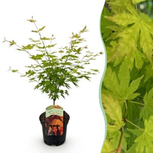 977ac3359d934e91af46f1436dba0f42d53289ab8c5f413caa231c428cd7fa6c.jpg Terrassenpflanze - Japanischer Ahorn - Acer palmatum Orange Dream - Orange - 1 Pflanze - Laubabwerfend