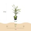 Terrassenpflanze - Japanischer Ahorn - Acer palmatum Emerald Lace - Grün - 1 Pflanze - Laubabwerfend