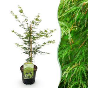 cb226f5c4a8a4d7a9973c428fdc65c3cb745ef14cf2b4d6a9d66970604f8a22f.jpg Terrassenpflanze - Japanischer Ahorn - Acer palmatum Emerald Lace - Grün - 1 Pflanze - Laubabwerfend