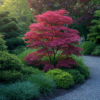Terrassenpflanze - Japanischer Ahorn - Acer palmatum Atropurpureum - Lila - 1 Pflanze - Laubabwerfend