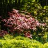 Terrassenpflanze - Japanischer Ahorn - Acer palmatum Atropurpureum - Lila - 1 Pflanze - Laubabwerfend