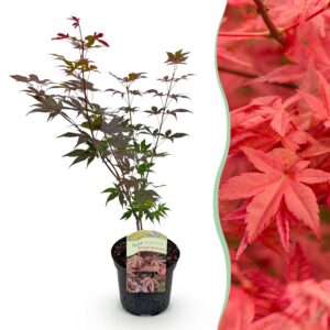 435711d131824cb5a6a5facbacda76a4c9eedf164c5343dea45f628cd4134a73.jpg Terrassenpflanze - Japanischer Ahorn - Acer palmatum Atropurpureum - Lila - 1 Pflanze - Laubabwerfend