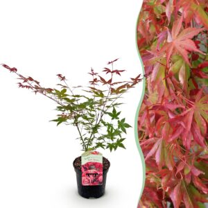 3fe44fda5ac044faa62bbe5133286933b964e9ccc5d94f8cb0ec295e1c60acf6.jpg Terrassenpflanze - Japanischer Ahorn - Acer palmatum Beni Maiko - Rot - 1 Pflanze - Laubabwerfend