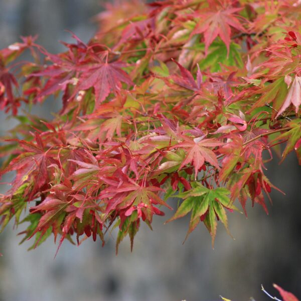 Terrassenpflanze - Japanischer Ahorn - Acer palmatum Beni Maiko - Rot - 1 Pflanze - Laubabwerfend