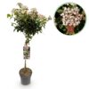 Viburnum tinus - Stamm-Pflanze - Terrassen Pflanze - Immergrün - Pflegeleicht