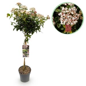 034f5ad84c7540f89466d2718c6ca0dca2b40e538db441b99e675cc08dd78554.jpg Viburnum tinus - Stamm-Pflanze - Terrassen Pflanze - Immergrün - Pflegeleicht