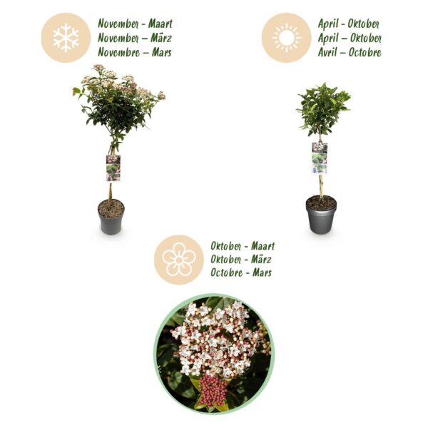 Viburnum tinus - Stamm-Pflanze - Terrassen Pflanze - Immergrün - Pflegeleicht