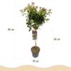 Viburnum tinus - Stamm-Pflanze - Terrassen Pflanze - Immergrün - Pflegeleicht