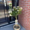Viburnum tinus - Stamm-Pflanze - Terrassen Pflanze - Immergrün - Pflegeleicht