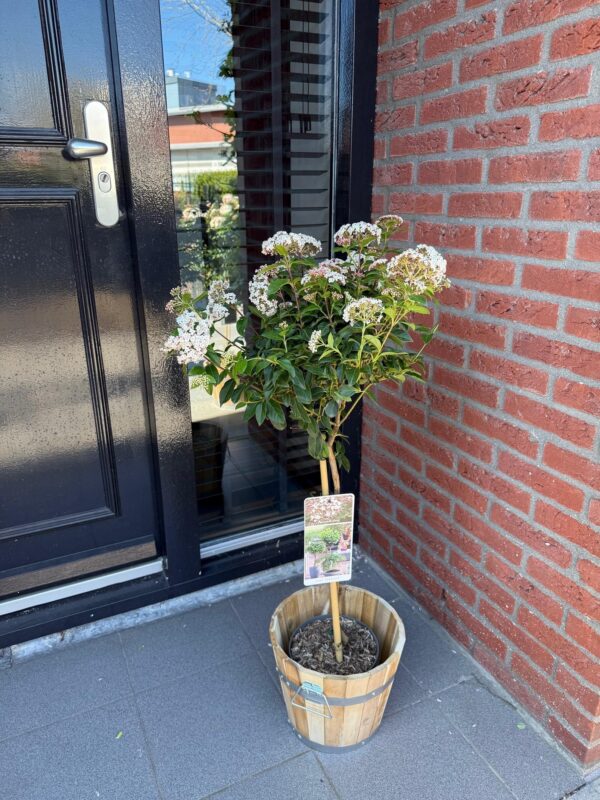Viburnum tinus - Stamm-Pflanze - Terrassen Pflanze - Immergrün - Pflegeleicht