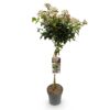Viburnum tinus - Stamm-Pflanze - Terrassen Pflanze - Immergrün - Pflegeleicht