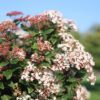 Viburnum tinus - Stamm-Pflanze - Terrassen Pflanze - Immergrün - Pflegeleicht