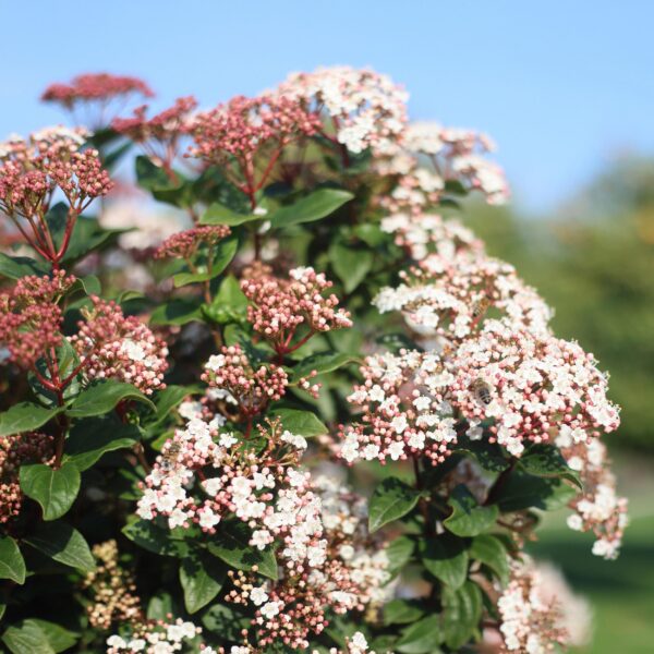 Viburnum tinus - Stamm-Pflanze - Terrassen Pflanze - Immergrün - Pflegeleicht