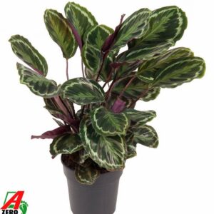 Calathea Medallion