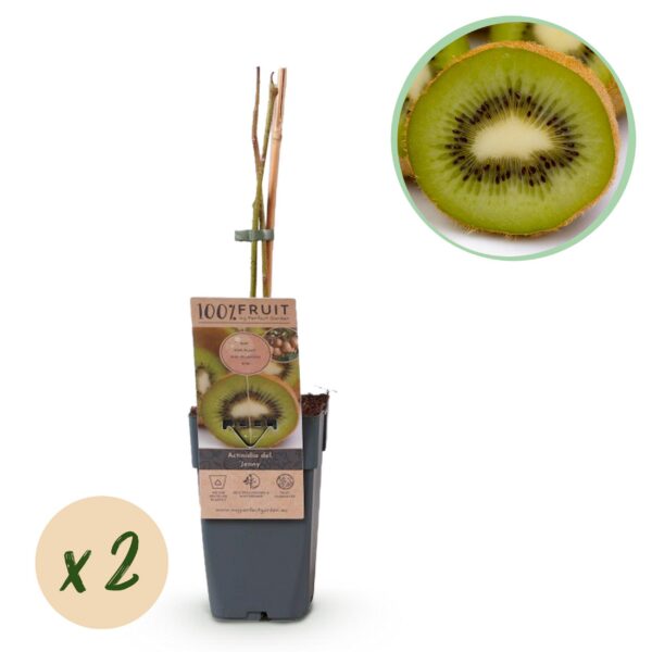 6356d1e5a2954482bf553c8d00ee1f3f11720e9743f54e1f91b6f6bfc21008e8.jpg Obstpflanze - Grüne Kiwi - Actinidia deliciosa Jenny - Grüne Frucht - 2 Pflanzen