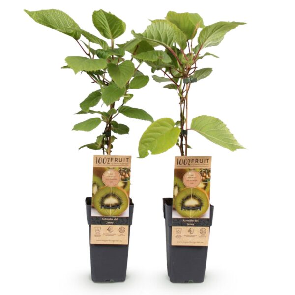 801fe7a351db405eacd2e03eabb66859b51535f13ea64bee82a96e4801d18ff9.jpg Obstpflanze - Grüne Kiwi - Actinidia deliciosa Jenny - Grüne Frucht - 2 Pflanzen