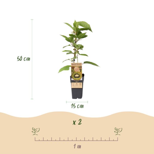 a0e33d00544c43b69549c417519adf4cd284130c3b784455b1eaa3310b911565.jpg Obstpflanze - Grüne Kiwi - Actinidia deliciosa Jenny - Grüne Frucht - 2 Pflanzen