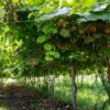 ea7f3acb129a44f089d37f06ccbae982d5bd86379e044502b7377b0cf4ca01b8.jpg Obstpflanze - Grüne Kiwi - Actinidia deliciosa Jenny - Grüne Frucht - 2 Pflanzen
