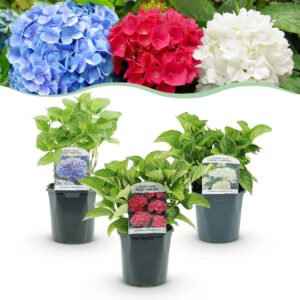 3fa54a38f9b34f97b5e419d5f093e2e6d752fdfa199a41d69d3c1af7870fa73a.jpg Hortensie - Hydrangea macrophylla Tricolour - Blüte Blau, Rosa und Weiß - 3 Pflanzen - Laubabwerfend - Wenig Pflege