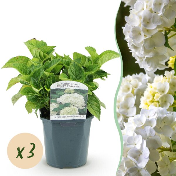 Hortensie - Hydrangea macrophylla Weiß - Blüte Weiß - 3 Pflanzen - 1 m2 - Laubabwerfend - Wenig Pflege