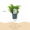Hortensie - Hydrangea macrophylla Weiß - Blüte Weiß - 3 Pflanzen - 1 m2 - Laubabwerfend - Wenig Pflege