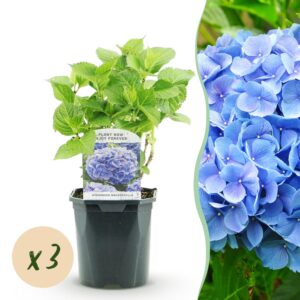 4de1065560e94e7cb63d9c8ef80ef3c88af4aa7705cc4580ba3eeb22022b293f.jpg Hortensie - Hydrangea macrophylla Blau - Blüte Blau - 3 Pflanzen - 1m2 - Laubabwerfend - Wenig Pflege