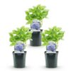 Hortensie - Hydrangea macrophylla Blau - Blüte Blau - 3 Pflanzen - 1m2 - Laubabwerfend - Wenig Pflege