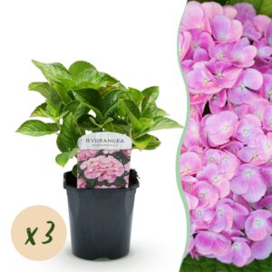 7ecee430707e4ff9a82820e86cd95ea4a78d9caeebe14791ad0d64a415b0dfcc.jpg Hortensie - Hydrangea macrophylla Rosa - Blume Rosa - 3 Pflanzen - 1 m2 - Laubabwerfend - Wenig Pflege