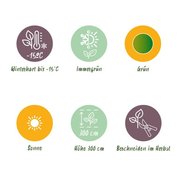 Obstpflanze - Bananenpflanze - Musa Basjoo - Winterhart | 6 Stück