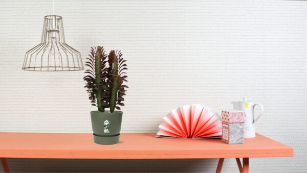 Euphorbia trigona rubra