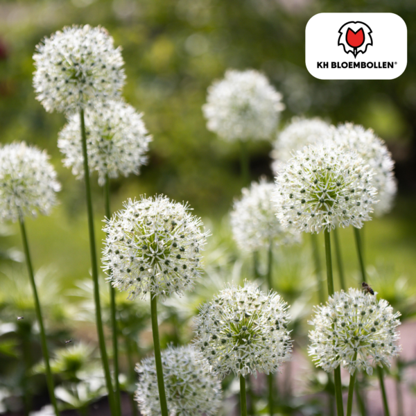 Allium Mix Blumenzwiebeln | 4 Stück - Sorten und Farben
