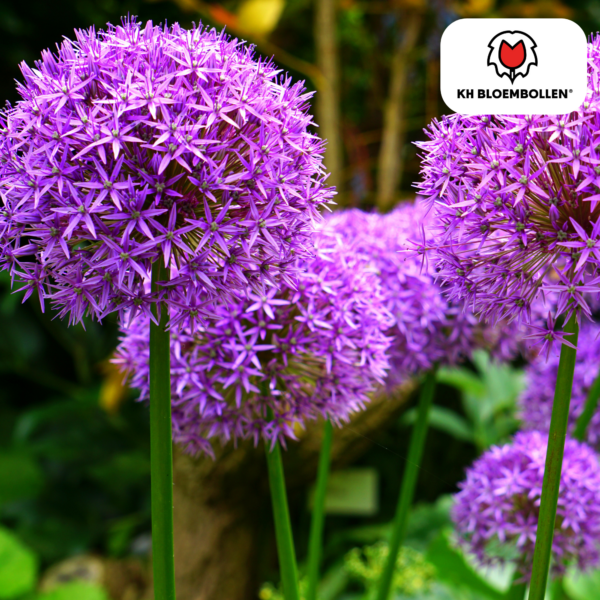 Allium Mix Blumenzwiebeln | 4 Stück - Sorten und Farben