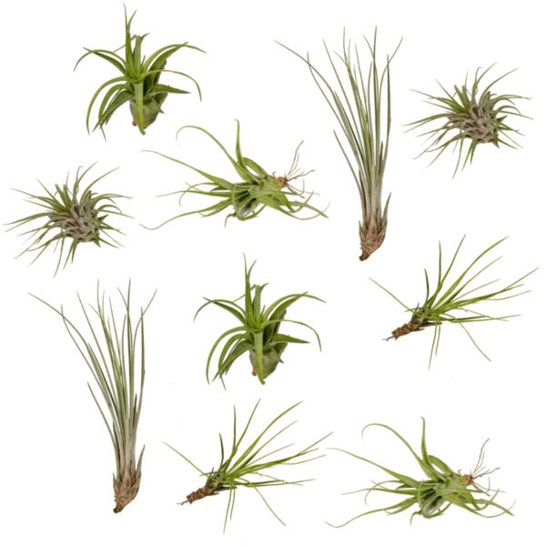 Tillandsia Air mix | 10 Stück