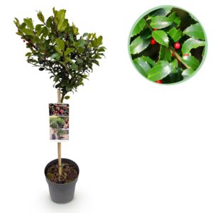 cc9e07b945164394864bb07a34b81cda249992c2a0824d02afb404890865e3d7.jpg Ilex meserveae Blue Maid - Stamm-Pflanze - Terrassenpflanze - Laubabwerfend - Wenig Pflege