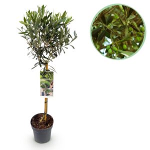 5ab8c0088a4f41fd8e6b444b97ca16513c234258060244d7ab42d9b23712eaf5.jpg Olea Europaea - Stamm-Pflanze - Terrassenpflanze - Immergrün - Wenig Pflege