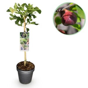 1b3f3714f7fb4527916b4c73946d1acc3900cff5f5bc49c8bb6b0c34863078de.jpg Ficus carica Brown Turkey - Stamm Pflanze - Terrassenpflanze - Laubabwerfend - Wenig Pflege