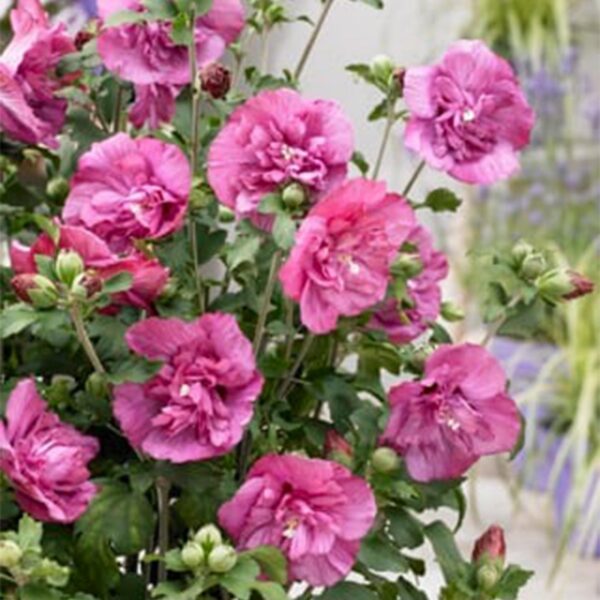 Hibiscus syriacus Magenta Chiffon - Stamm Pflanze - Terrassen Pflanze - Laubabwerfend - Geringer Pflegeaufwand