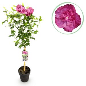aca77903e66244a68b14af657a1c0471b8b2b22f0e504a1690c34325b3ae5c51.jpg Hibiscus syriacus Magenta Chiffon - Stamm Pflanze - Terrassen Pflanze - Laubabwerfend - Geringer Pflegeaufwand