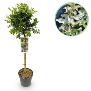 3a30757b762b4c9e84c340397dc49ec8eedf5ac2574c4f27b5bbe413cc6ad84b.jpg Euonymus fortunei Harlequin - Stamm-Pflanze - Terrassenpflanze - Immergrün - Wenig Pflege