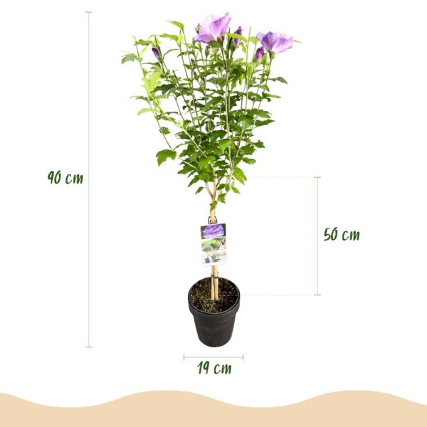 Hibiscus syriacus Lavendor Chiffon® - Stamm Pflanze - Terrassenpflanze - Laubabwerfend - Wenig Pflege