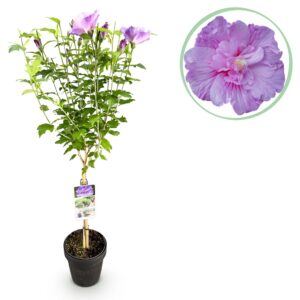 f1e1ca778cb64cba9ebe7e63dffbe788a7424fa522964e56acb6ff526a975cad.jpg Hibiscus syriacus Lavendor Chiffon® - Stamm Pflanze - Terrassenpflanze - Laubabwerfend - Wenig Pflege