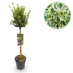 471f054c9bd54911902896dc74ced506efb7c5a67c03409fb28512fa5a65c11c.jpg Euonymus fortunei Emerald Gaiety - Stamm-Pflanze - Terrassenpflanze - Immergrün - Wenig Pflege
