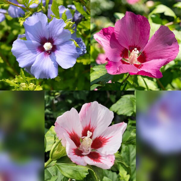 Hibiscus syriacus Tricolour - Stamm-Pflanze - Terrassenpflanze - Laubabwerfend - Wenig Pflege