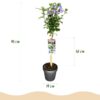 Hibiscus syriacus Tricolour - Stamm-Pflanze - Terrassenpflanze - Laubabwerfend - Wenig Pflege
