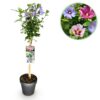 Hibiscus syriacus Tricolour - Stamm-Pflanze - Terrassenpflanze - Laubabwerfend - Wenig Pflege