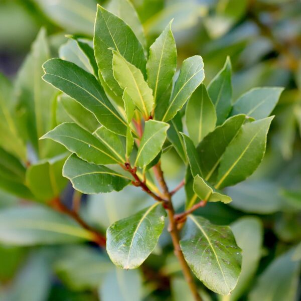 6daca3bffc9943149db95246985854c20ba3c7fca4b24b4bbcfdcd0370fd9b77.jpg Laurus nobilis - Stamm-Pflanze - Terrassenpflanze - Immergrün - Wenig Pflege