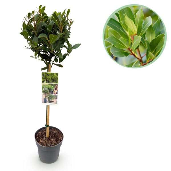 a3c84fe0dbaa44159d01c8d9c8635f6e5bc23e5450854a668a79877626044dcf.jpg Laurus nobilis - Stamm-Pflanze - Terrassenpflanze - Immergrün - Wenig Pflege