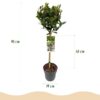 a9ede54a3cda485280e544be188cfb734aeb8abb38ae4ab28b786db562bd5d2c.jpg Laurus nobilis - Stamm-Pflanze - Terrassenpflanze - Immergrün - Wenig Pflege