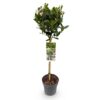 cc84aced0651482ebb336e09139f9a3ef462b34938d141e08bc669c280d1e7f9.jpg Laurus nobilis - Stamm-Pflanze - Terrassenpflanze - Immergrün - Wenig Pflege